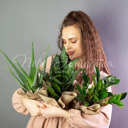Сэт неприхотливых растений