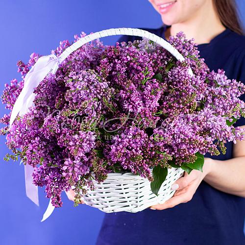 Королевская сирень